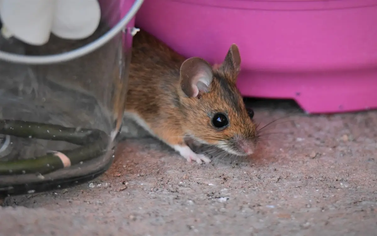 Topi in garage o in soffitta? Ecco l’odore naturale che li fa scappare subito