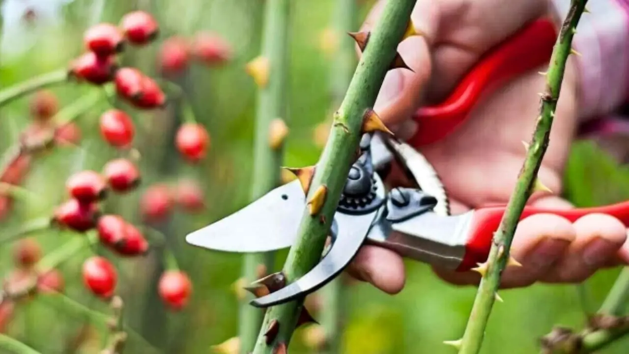 Non potare queste piante a dicembre: ecco l’errore che rovina il giardino in inverno