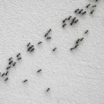 Invasione di formiche? Ecco l’odore comune che le fa fuggire immediatamente