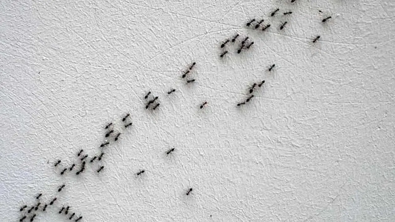 Invasione di formiche? Ecco l’odore comune che le fa fuggire immediatamente