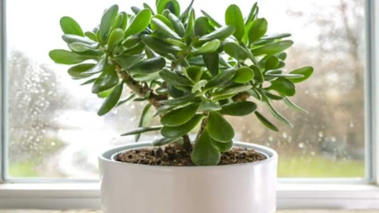Non solo arredano: ecco la pianta grassa che secondo il feng shui attira fortuna e soldi
