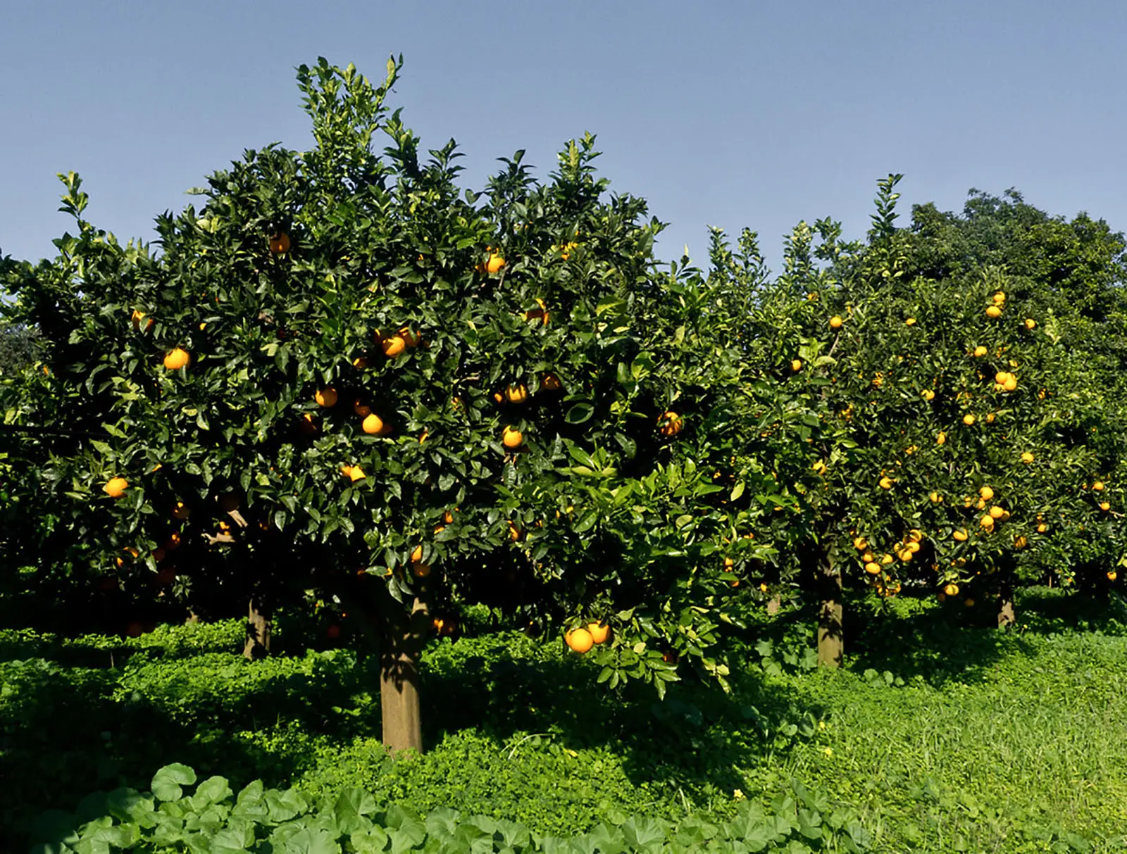 Come proteggere gli agrumi dal gelo: il metodo più efficace per dicembre