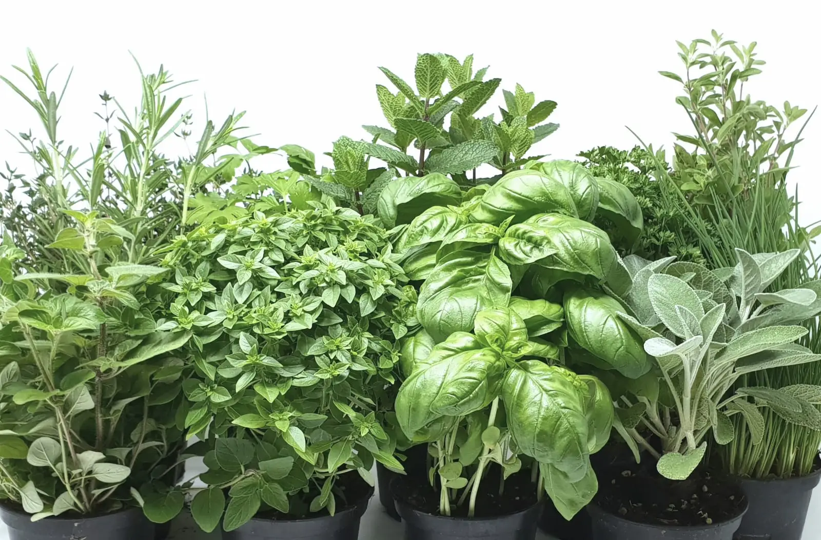 Erbe aromatiche in inverno: ecco quali sopravvivono davvero a dicembre