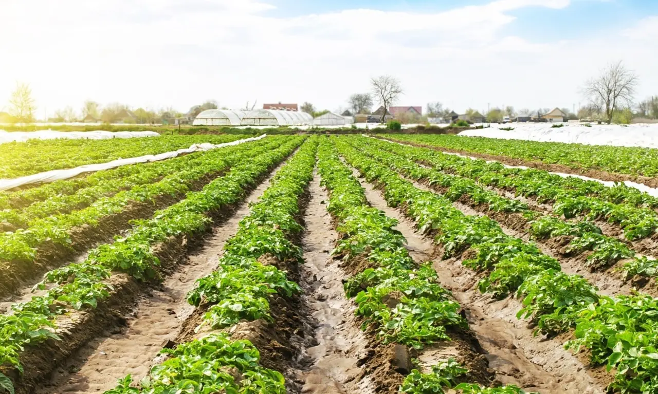 Lato oscuro della pacciamatura: ecco quando non devi farla a dicembre